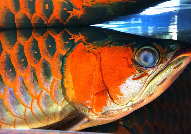 觀賞魚丨龍魚矇眼不好治?一定要儘早治療,不然可能失明甚至死亡