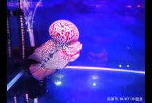 比赛级罗汉鱼（蓝鱼水族上海）