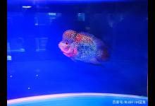 上海国际水族展近距离欣赏罗汉鱼的美