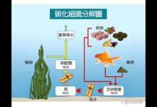 养鱼须知；怎么判断硝化细菌是否建立成功？