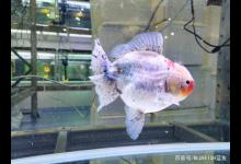 如何养金鱼不易生病