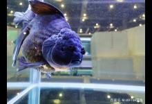 家庭怎样养金鱼及养鱼十戒