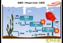 观赏鱼饲养需要了解的“硝化系统”它的作用