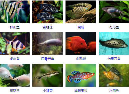 淡水观赏鱼的种类大全,鱼友们吐血推荐