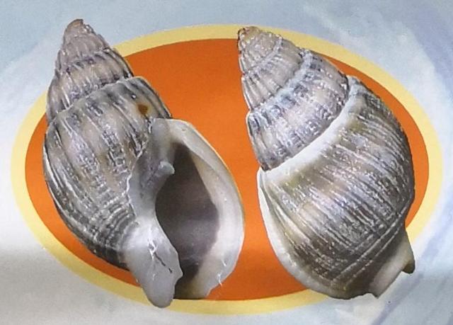 鱼缸里养什么螺可以清洁水质?_养殖技术_爱钓鱼