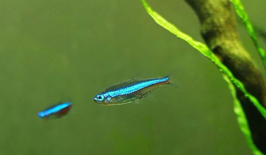 绿莲灯鱼
