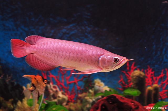 养鱼指南|如何挑选一尾优质的小红龙终极指南