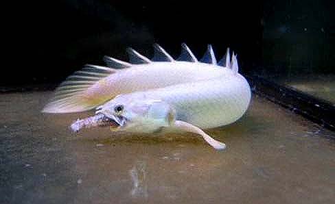 金恐龙鱼怎么养