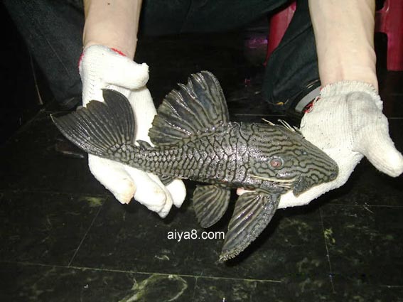 钻石皇冠豹异型鱼_鱼类百科_爱钓鱼