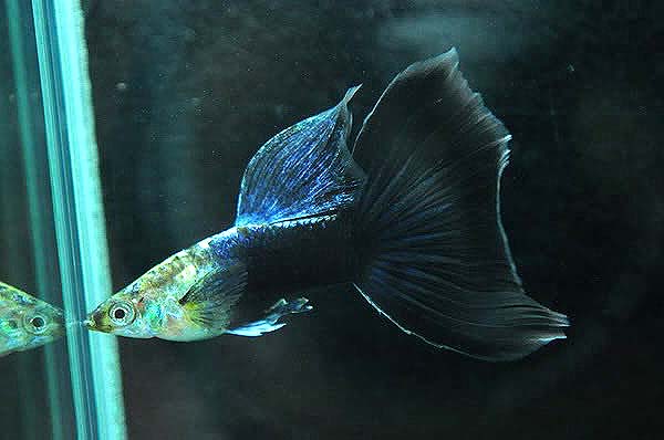 黑尾礼服孔雀鱼怎么养