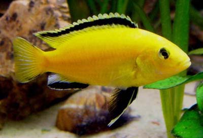王子拉丁学名:labidochromis caeruleus地理分布:非洲马拉维湖繁殖