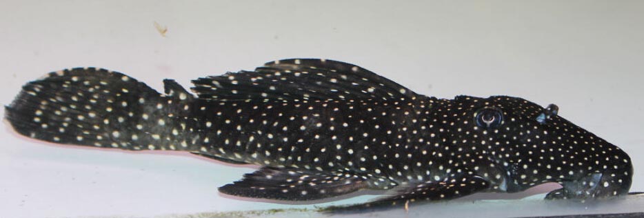 黑白双星坦克异型