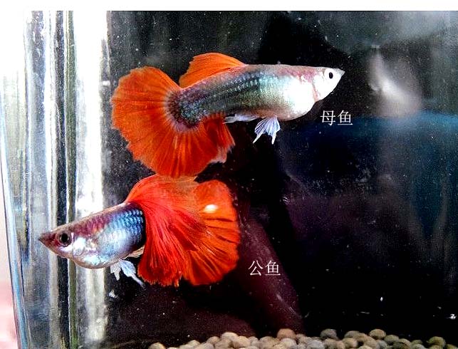 红尾礼服孔雀鱼怎么养