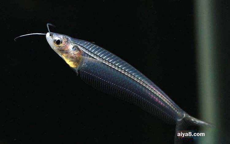 玻璃猫鱼怎么养