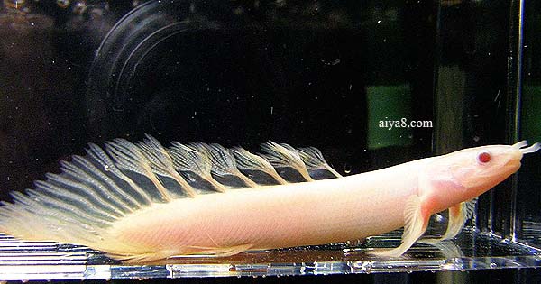 金恐龙鱼怎么养