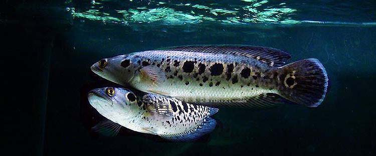 七彩海象雷龙鱼