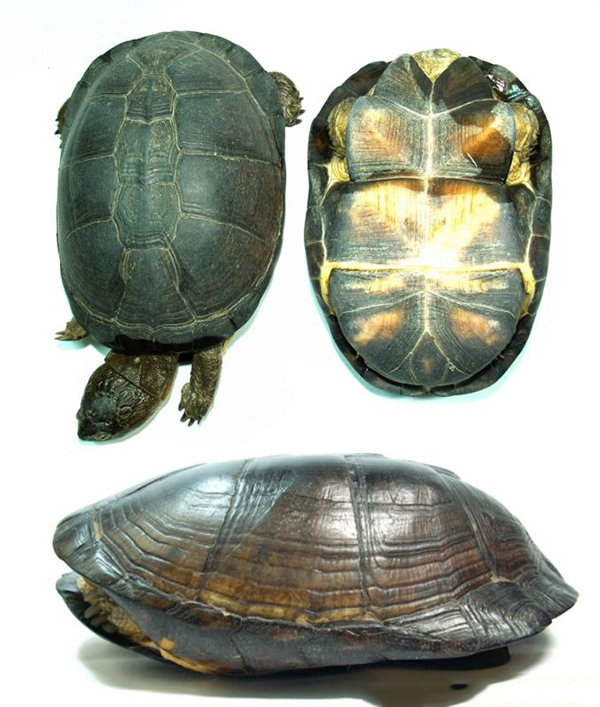 西非泥龟_宠物龟_爱钓鱼