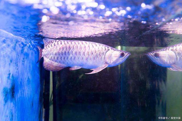 帝龙渔业|龙鱼混养:会打架吗?