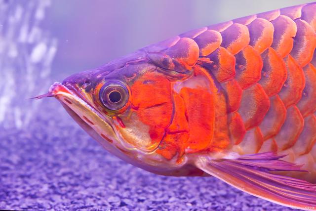 怎么分辨一条红龙鱼的好坏