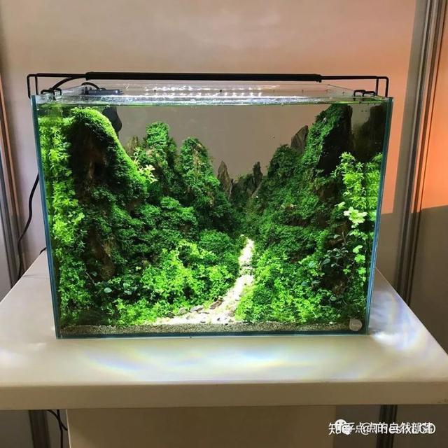 中小型生态水草造景缸集锦 极力推荐收藏_观赏鱼_爱钓鱼