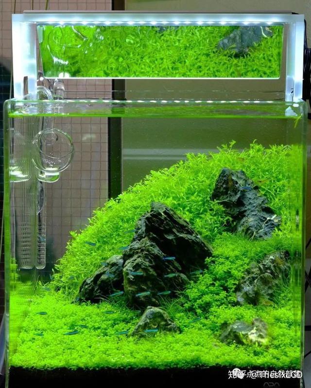 中小型生态水草造景缸集锦 极力推荐收藏_观赏鱼_爱钓鱼