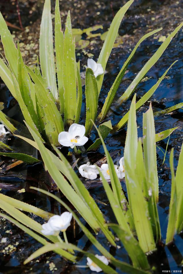 首先要保证水兰生长所需要的水分,要确保它们每天都有足够的水分;其次