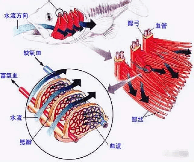 功夫熊猫3西瓜影音