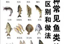 16种常见鱼类的区别与做法