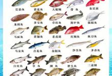 40种生活中常见的鱼的种类，口感区别及做法