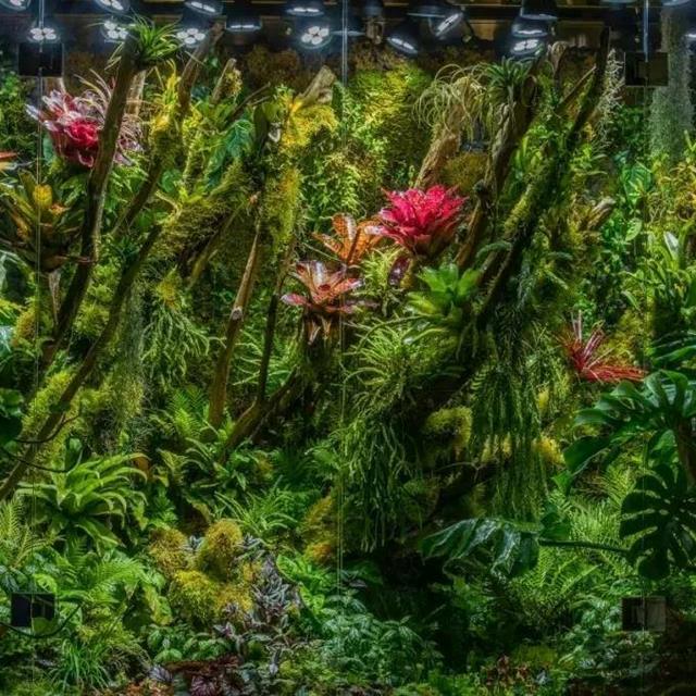 比植物墙漂亮百倍的雨林缸,国际比赛前十名作品欣赏