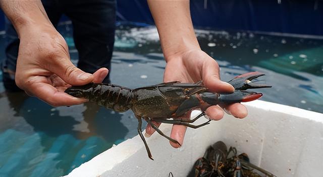 养殖技术_爱钓鱼