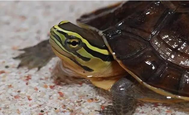 安布闭壳龟的人工养殖技术是什么?