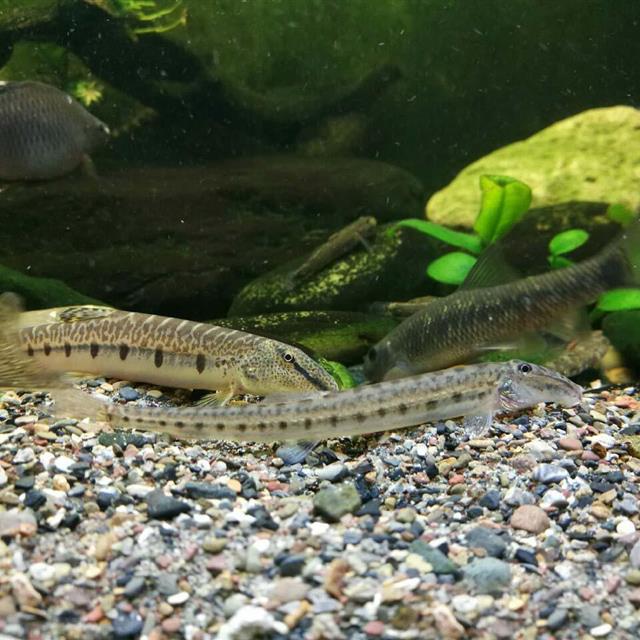 10种野生观赏鱼,放进鱼缸就是底层鱼,有的体色比热带鱼更好看