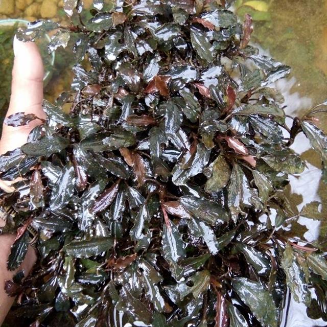 家居草缸:野采辣椒榕