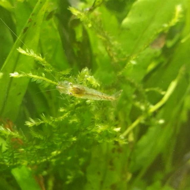 草缸养黑壳虾好,还是养大和藻虾好?看一下我的经历