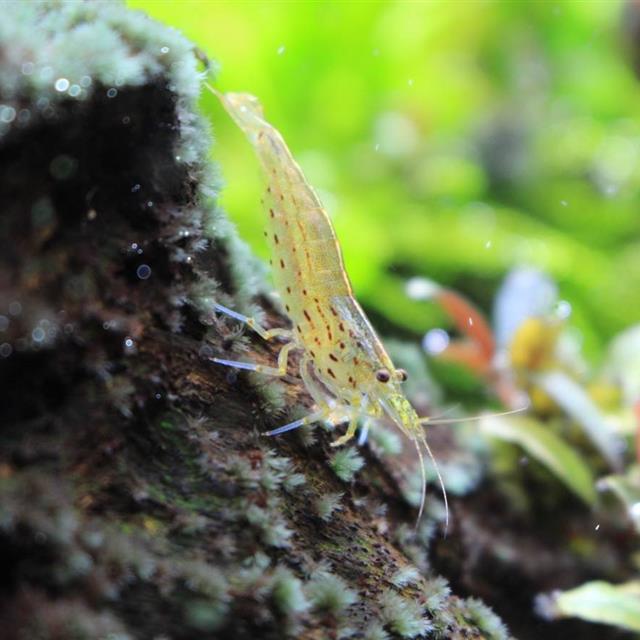 草缸养黑壳虾好,还是养大和藻虾好?看一下我的经历