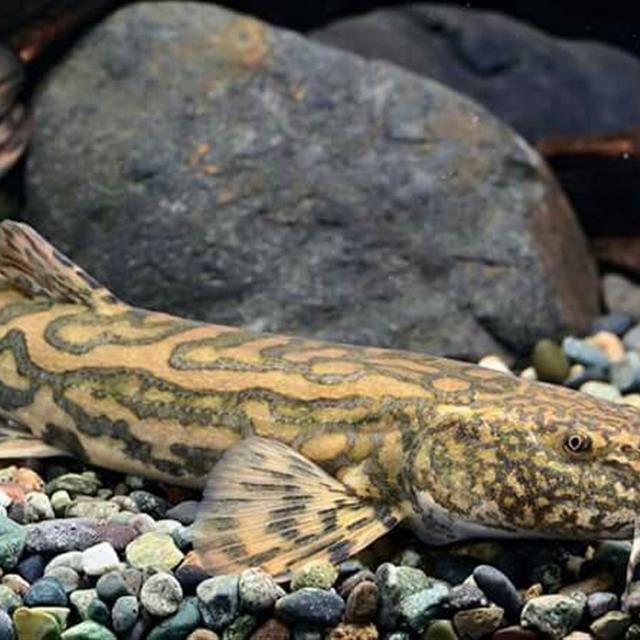 10种野生观赏鱼,放进鱼缸就是底层鱼,有的体色比热带鱼更好看