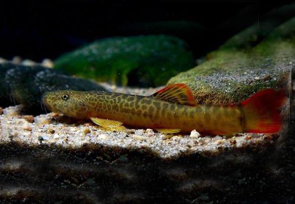 10种野生观赏鱼,放进鱼缸就是底层鱼,有的体色比热带鱼更好看