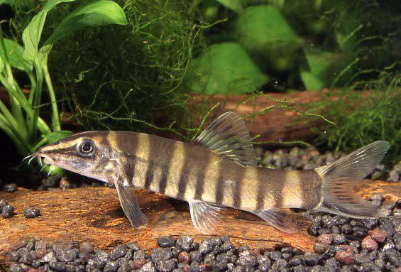 10种野生观赏鱼,放进鱼缸就是底层鱼,有的体色比热带鱼更好看