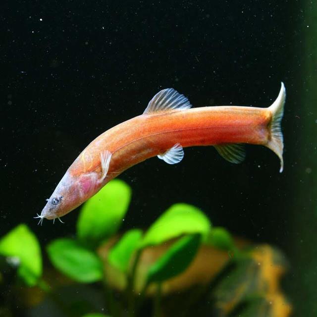 10种野生观赏鱼,放进鱼缸就是底层鱼,有的体色比热带鱼更好看