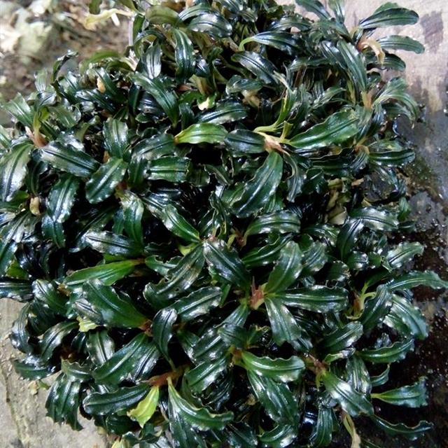 家居草缸:野采辣椒榕