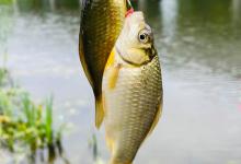 爆护（技巧）掌握目标鱼的习性：食性和钓法是爆护的关键