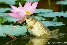 野钓小杂鱼闹钩让人头疼。教钓友们如何小中取大？