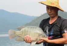 最怕降温的这4种淡水鱼，只要温度一下降，就不爱开口咬钩