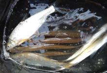 这8种常见鱼的鱼窝，钓鱼时找到了，鱼获就如同探囊取物