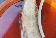 钓鲢鳙的技巧和方法