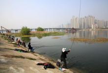 夏钓大物之“利饵”，弄懂玉米使用四问，上大草、大鲤