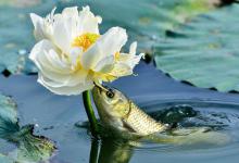 台钓调漂技巧分享，学会调漂，上鱼多一倍