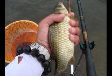 五一假期钓鲫鱼的4个小窍门，鲫鱼抢着来咬钩，不怕钓不上