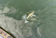 浅谈夏季高温如何野钓！